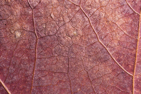 Rose Purple Dry Leaf Macro Texture