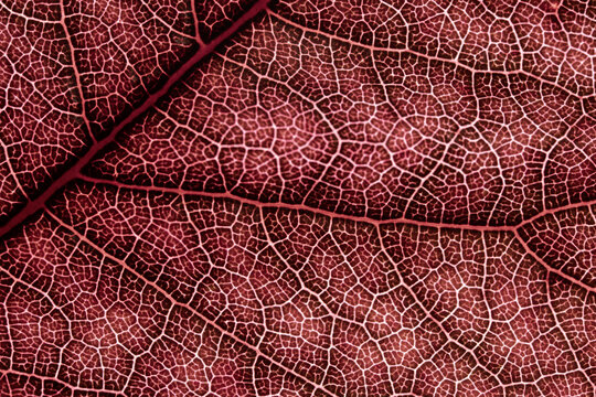 Red Leaf Vein Network Macro Texture