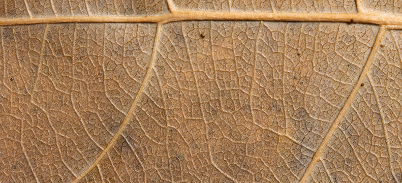 Dry Brown Leaf Cellular Texture