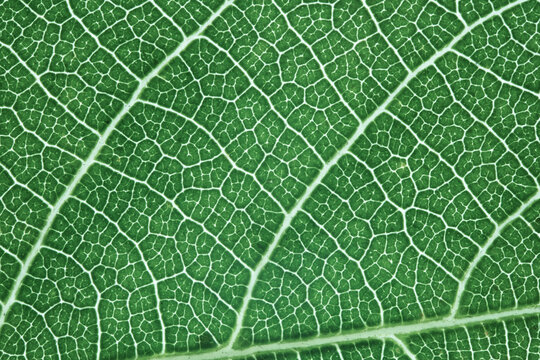 Green Leaf Vein Macro Texture Background