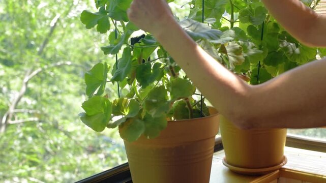 Woman caring for home potted plants removing dry geranium leaves Hands adjust leafy stems above the flower pot near a sunny window while maintaining the plant support and removing unwanted foliage.