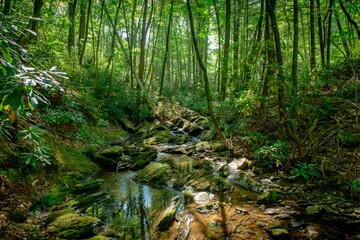 Fototapeta premium Raccoon Branch Wilderness in Virginia’s Jefferson National Forest 