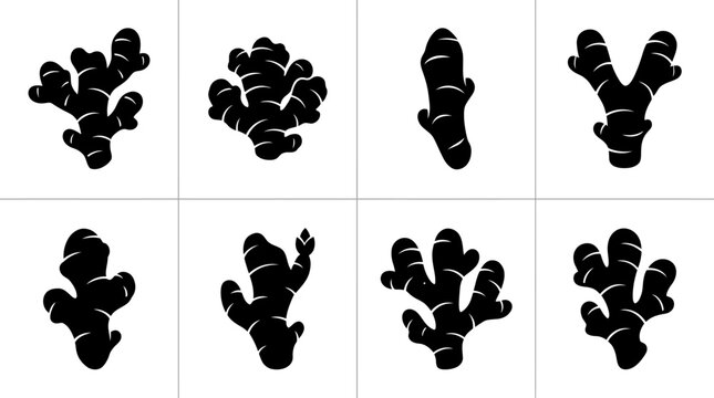 Set of black ginger root silhouettes isolated on a white background for culinary and herbal design