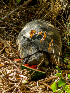 Turtle eating a piece of watermelon in dry grass