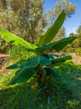 Young banana plant growing in a private garden