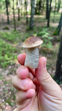 hand presents small bolete mushroom in shaded woodland, fingers rotate it for inspection, then releases to show forest floor texture and leaf litter with focus