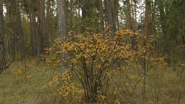 Autumn forest, where there are various trees, bushes with yellow leaves