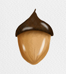 Hand drawn digital watercolor cute autumn acorn isolated on white paper texture background. Cozy fall botanical element for Thanksgiving decor, forest patterns and seasonal design. © alina_melanych
