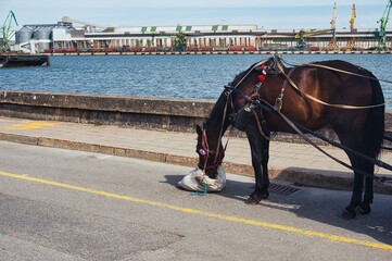 Fototapeta premium Harnessed Horse Eating Feed Bag at Industrial Port Waterfront