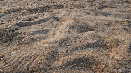 Close-up view of coarse beach sand texture filled with tiny shell fragments and small mineral grains. © Ahmad
