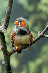 Fototapeta premium Close up male zebra finch sitting on branch template for pet store package
