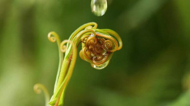 Young Curled Fern Shoot (Fiddlehead) Covered with Water Droplets, Macro Nature	