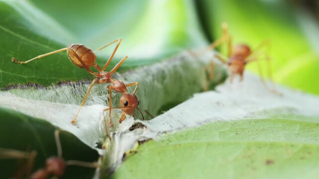 Red ants are building a nest, Red Weaver Ants Macro Close-Up on Green Leaf	