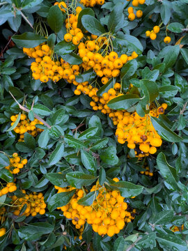 Bright yellow pyracantha berries hanging in heavy clusters on bush with green glossy leaves in park