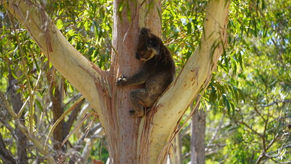 koala in tree © Kamila