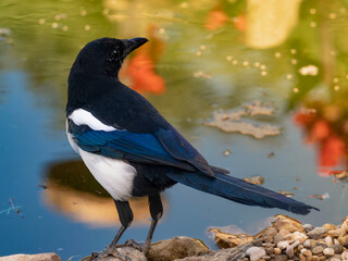 Fototapeta premium Eurasian Magpie (Pica pica): A stunning bird with iridescent blue-black plumage, white belly, and a long tail, perched elegantly near a pond profile view close-up detailed feathers sharp focus outdoor