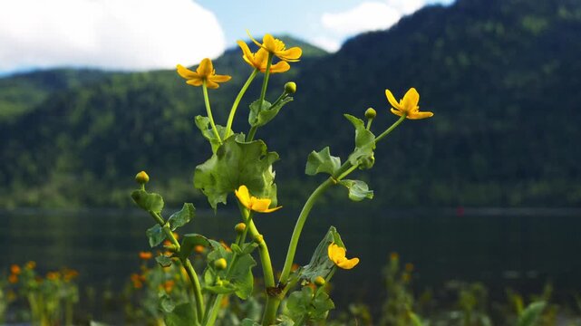 Yellow flowers bloom near a calm lake with green hills in background. Clear sky with soft clouds adds peaceful atmosphere. Nature's quiet beauty captured in scenic mountain setting