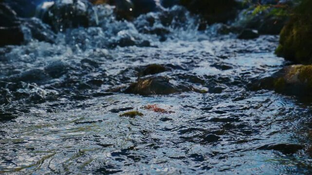 Water rushes over mossy rocks in shallow forest stream. Light glints off wet surfaces, capturing nature's raw beauty. Ideal for nature documentaries, eco-tourism ads, or environmental campaigns.