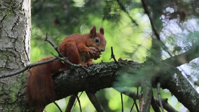 red squirrel sits on a spruce tree in the forest, gnawing on a walnut. Close-up video: the squirrel is set against a blurred green background. Animal protection. Wild animals. Rodents. Squirrel.