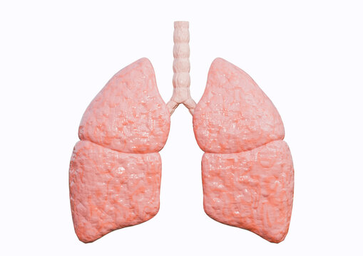 Human lungs with trachea in frontal view for medical and educational use, isolated on a white background.