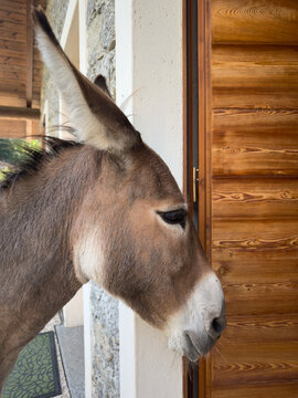 Close-up of a donkey's muzzle.