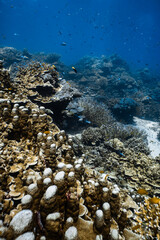 Healthy tropical coral reef ecosystem with staghorn and hard corals in blue ocean. © PIPE DIVE UNDERWATER