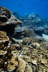 Healthy tropical coral reef ecosystem with staghorn and hard corals in blue ocean. © PIPE DIVE UNDERWATER