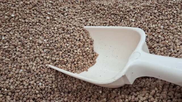 Dry brown buckwheat groats with plastic scoop, organic healthy food ingredients and grocery store wholesale agricultural retail concept. Cereal grain, pantry ingredient, wholefood supply.