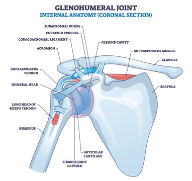 Glenohumeral joint coronal anatomy highlights humeral head, glenoid cavity, and supraspinatus tendon, conveying shoulder articulation and stabilizing soft tissues. Outline diagram