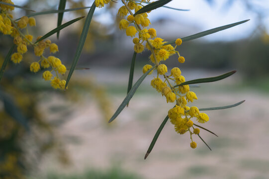 primavera