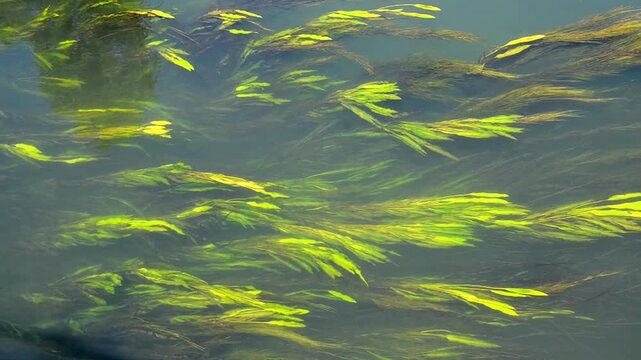 Long strands of bright green algae and aquatic plants flow gracefully beneath the clear water surface. 