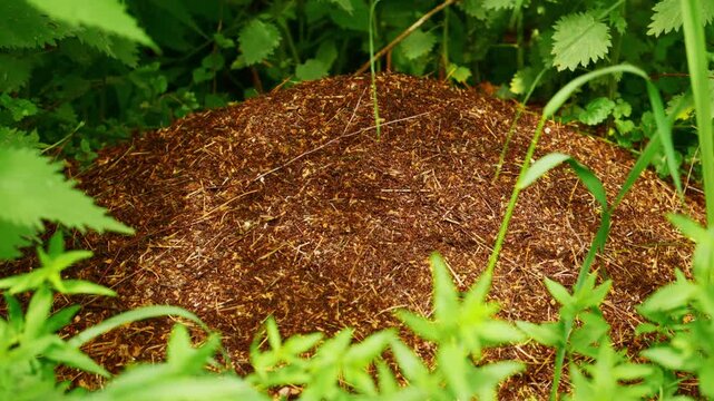 Close-up of an ant hill surrounded by green foliage. Brown earth mound textured with fine organic debris. Natural forest floor environment shown in daylight. Ideal for documentaries, ecology projects