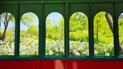 Obraz premium White allium flower field and green trees framed by arched green windows