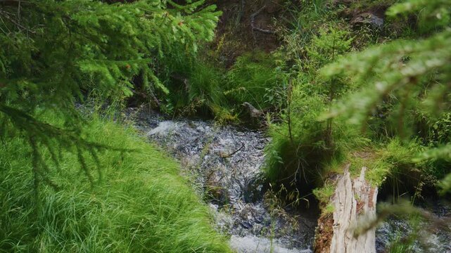 Calm mountain stream flows through mossy forest floor. Water trickles over rocks, surrounded by fresh green grass. Pine trees frame the scene with soft focus
