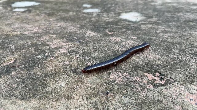 Adult millipede