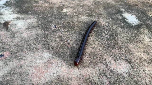 Adult millipede
