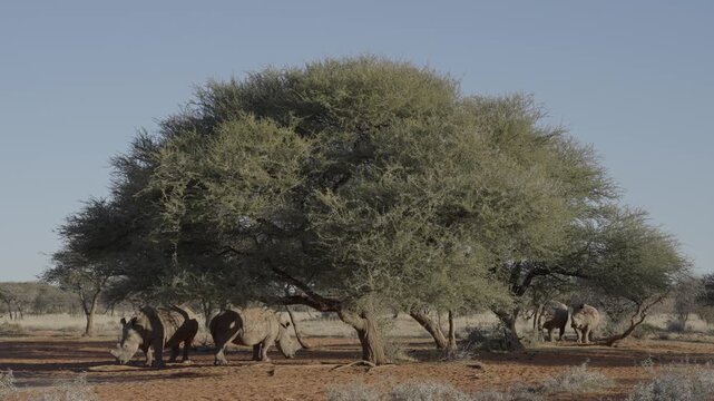 White rhinoceros, white rhino or square-lipped rhinoceros in natural Kalahari-Nama Karoo transition habitat near Kimberley, Northern Cape, South Africa, showing African endangered wildlife.