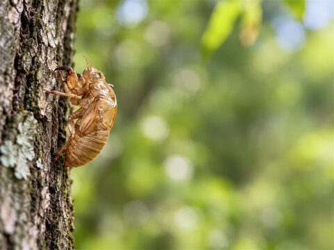 Empty cicada shell clinging to textured tree bark after adult emergence in a leafy summer woodland showing the delicate exoskeleton left behind during the insect molting life cycle