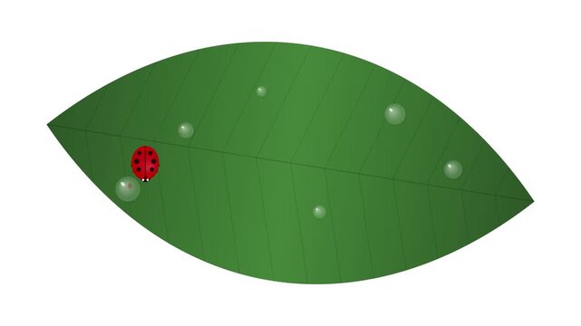 A single red ladybug with black spots crawling on a vibrant green leaf, glistening with dew drops under natural light