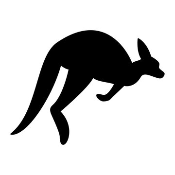 vector illustration of a kangaroo