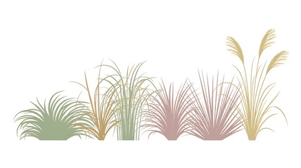 Fototapeta premium Set of colorful ornamental grasses in elevation view for architectural drawings - Isolated on transparent background 