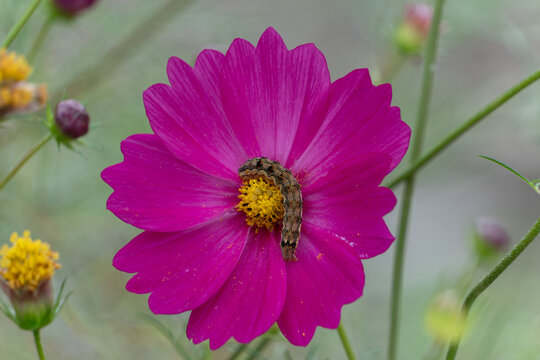 Close up of Caterpillar on Pink Cosmos Flower Blooming in Autumn Nature
