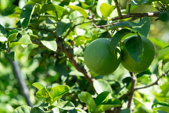 Fresh green citrus fruits ripening on tree branch with lush leaves in sunlight for organic nature background and web banner template