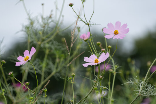 Soft pink cosmos flowers blooming gently in autumn breeze with copy space for background and banner design template