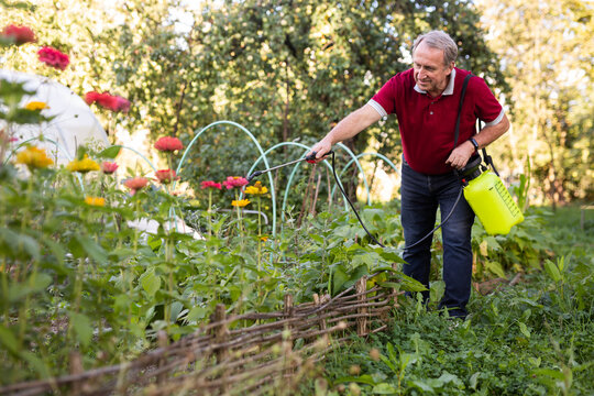 Male farmer spraying his garden with insecticides from spray bottle