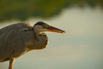 Obraz premium Grey heron shown in close-up side profile with its neck tucked in, holding a small fish it has just caught at the tip of its long bill