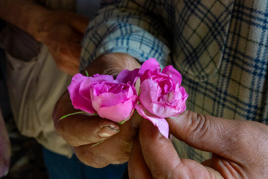 A pair of weathered hands holds two freshly picked pink roses close to the camera, North Governorate, Tripoli, Lebanon