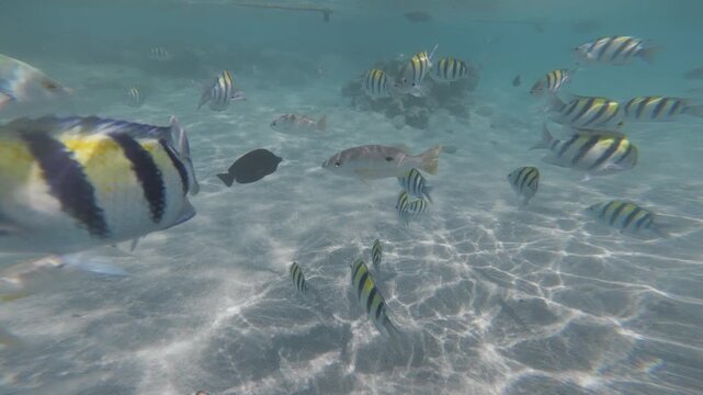 Scuba diving and snorkeling in the Red Sea near Marsa Alam, colorful tropical fish swimming underwater, crystal-clear water, underwater video footage, tropical holiday, relaxation and marine life