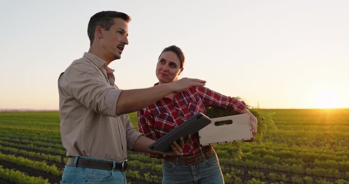Two farmers working together in a carrot field at sunset. A man using a digital tablet and a woman holding a wooden crate with fresh crops