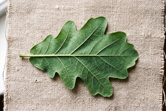 Detailed green oak leaf with visible veins lying on a rustic beige linen canvas fabric background